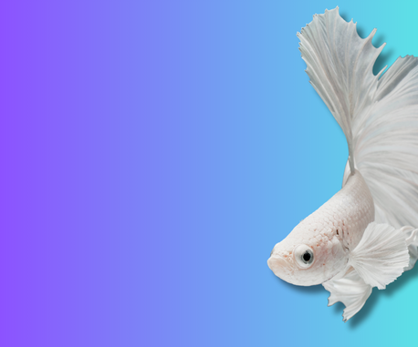 Imagen De La Bandera