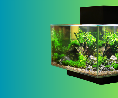 Imagen De La Bandera