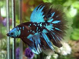 black star galaxy hm