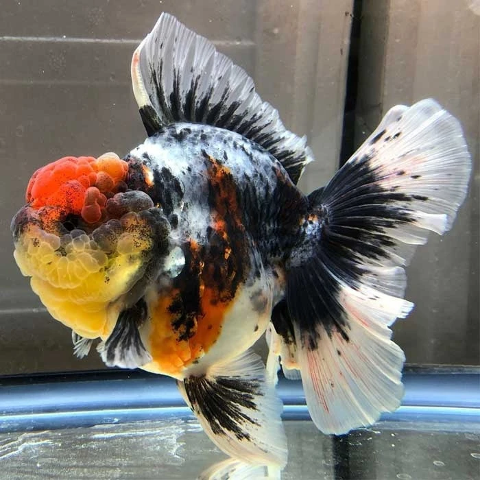 Imagen De Control Deslizante