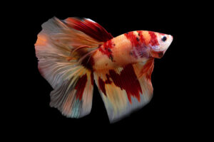 Betta Koi Nemo Halfmoon HM Male or Plakat Fighting Fish Splendens on Black Background