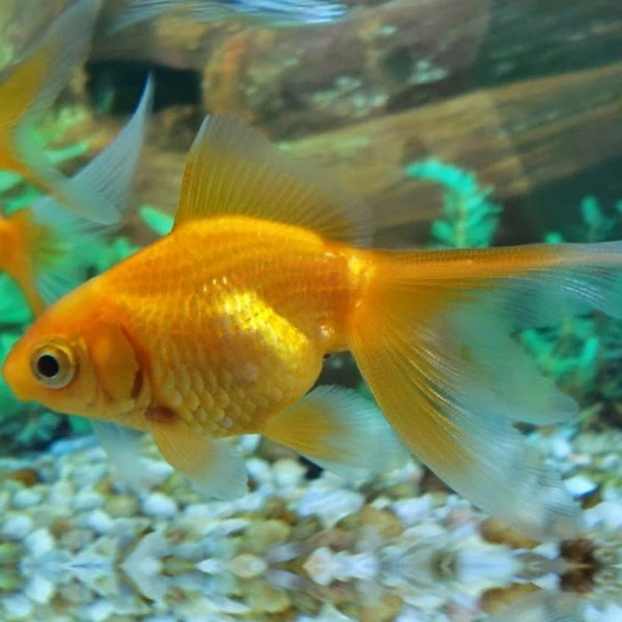 Imagen De Control Deslizante